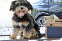 Eddie trained , a male Maltipoo for sale in Muskogee, OK – 10 of 10