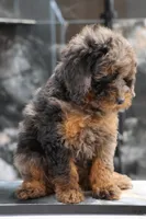 Sapphire , a female Maltipoo for sale in Muskogee, OK – 5 of 5