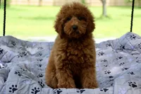 Bella, a female Maltipoo for sale in Muskogee, OK – 6 of 6