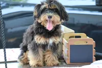 Eddie trained , a male Maltipoo for sale in Muskogee, OK – 1 of 10