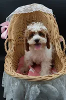 Posie pearl , a female Cavapoo for sale in Muskogee, OK – 6 of 10
