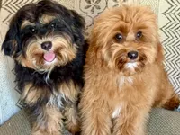 Bear trained , a male Maltipoo for sale in Muskogee, OK – 8 of 10