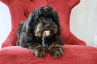 Zachary , a male Cavapoo for sale in Muskogee, OK – Photo 8 of 10