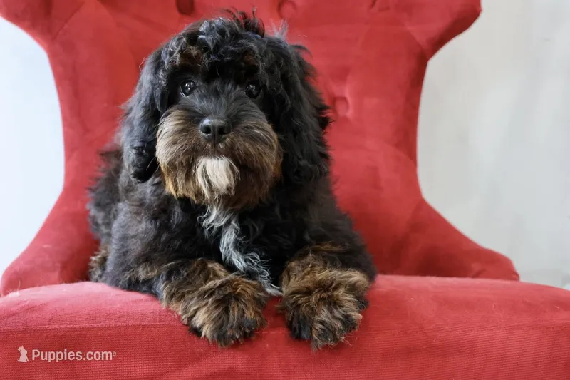 Zachary  – Cavapoo puppy for sale in Muskogee, OK
