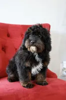 Zachary , a male Cavapoo for sale in Muskogee, OK – Photo 5 of 10