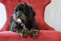 Zachary , a male Cavapoo for sale in Muskogee, OK – Photo 6 of 10
