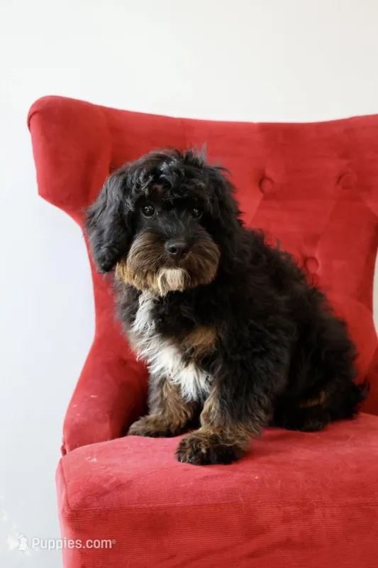 Zachary , a male Cavapoo for sale in Muskogee, OK – 1 of 3