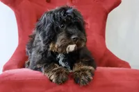 Zachary , a male Cavapoo for sale in Muskogee, OK – Photo 7 of 10