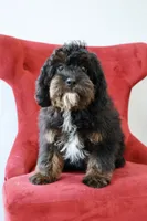 Zachary , a male Cavapoo for sale in Muskogee, OK – Photo 3 of 10