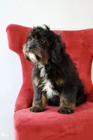 Zachary , a male Cavapoo for sale in Muskogee, OK – Photo 2 of 10