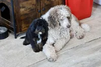 Zachary , a male Cavapoo for sale in Muskogee, OK – Photo 10 of 10