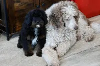 Zachary , a male Cavapoo for sale in Muskogee, OK – Photo 9 of 10