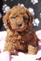 Bella, a female Maltipoo for sale in Muskogee, OK – Photo 3 of 7