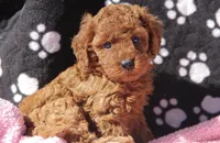Bella, a female Maltipoo for sale in Muskogee, OK – Photo 2 of 7