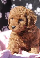 Bella, a female Maltipoo for sale in Muskogee, OK – Photo 4 of 7