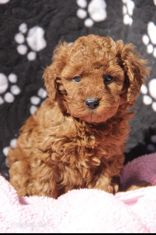 Bella – Maltipoo puppy for sale in Muskogee, OK