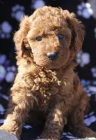 Bella, a female Maltipoo for sale in Muskogee, OK – Photo 5 of 7