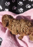 Bella, a female Maltipoo for sale in Muskogee, OK – Photo 7 of 7