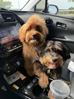 Bear trained , a male Maltipoo for sale in Muskogee, OK – 10 of 10