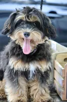 Eddie trained , a male Maltipoo for sale in Muskogee, OK – 8 of 10