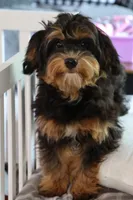 Eddie trained , a male Maltipoo for sale in Muskogee, OK – 5 of 10