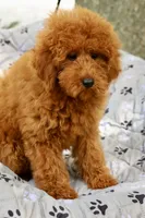 Bella, a female Maltipoo for sale in Muskogee, OK – 3 of 6