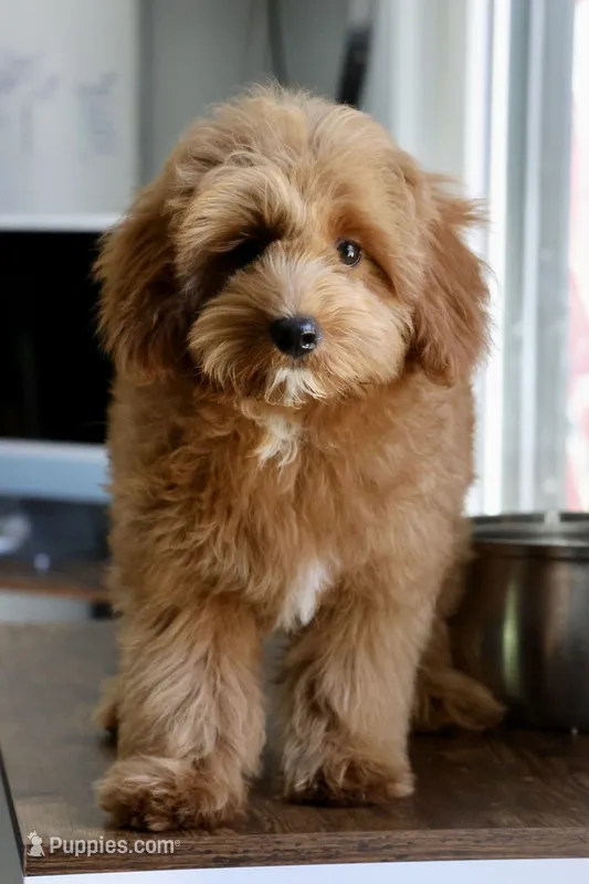 Bear trained  – Maltipoo puppy for sale in Muskogee, OK