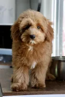 Bear trained , a male Maltipoo for sale in Muskogee, OK – 1 of 10
