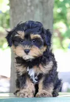 Eddie, a male Maltipoo for sale in Muskogee, OK – 6 of 7