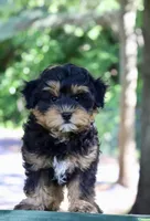 Eddie, a male Maltipoo for sale in Muskogee, OK – 4 of 7