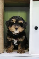 Eddie, a male Maltipoo for sale in Muskogee, OK – 7 of 7