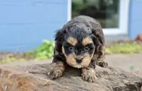 Eddie, a male Maltipoo for sale in Muskogee, OK – Photo 5 of 6