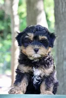 Eddie, a male Maltipoo for sale in Muskogee, OK – 2 of 7