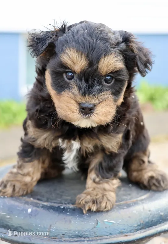 Eddie – Maltipoo puppy for sale in Muskogee, OK