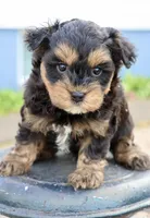 Eddie, a male Maltipoo for sale in Muskogee, OK – Photo 1 of 6
