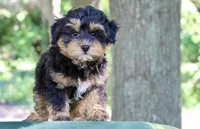 Eddie, a male Maltipoo for sale in Muskogee, OK – 5 of 7
