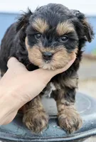 Eddie, a male Maltipoo for sale in Muskogee, OK – Photo 6 of 6