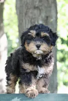Eddie, a male Maltipoo for sale in Muskogee, OK – 3 of 7