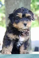Eddie, a male Maltipoo for sale in Muskogee, OK – 1 of 7