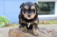 Eddie, a male Maltipoo for sale in Muskogee, OK – Photo 2 of 6
