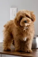 Bear trained , a male Maltipoo for sale in Muskogee, OK – 2 of 10