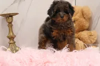 Sapphire , a female Maltipoo for sale in Muskogee, OK – 3 of 5