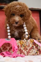 Locket, a female Maltipoo for sale in Muskogee, OK – 1 of 7