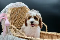 Posie pearl , a female Cavapoo for sale in Muskogee, OK – 2 of 10