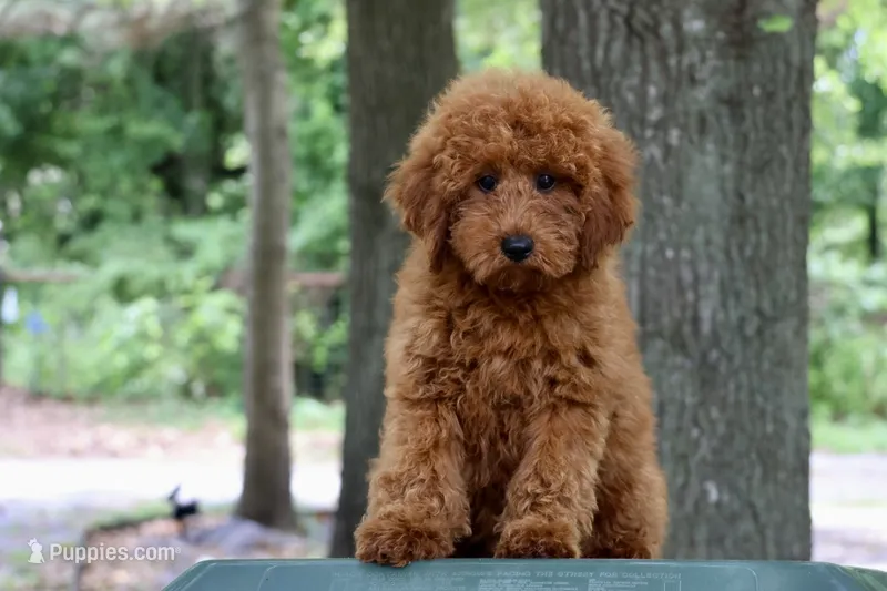 Bella – Maltipoo puppy for sale in Muskogee, OK