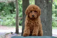 Bella, a female Maltipoo for sale in Muskogee, OK – 1 of 6