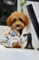Bear trained , a male Maltipoo for sale in Muskogee, OK – 7 of 10