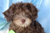 Burch , a male Cavapoo for sale in Muskogee, OK – Photo 3 of 7