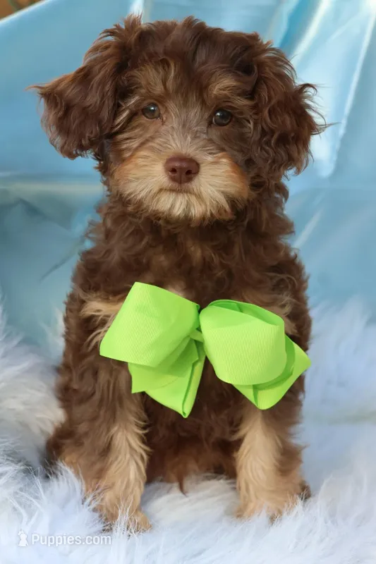 Burch  – Cavapoo puppy for sale in Muskogee, OK