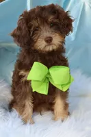 Burch , a male Cavapoo for sale in Muskogee, OK – Photo 4 of 7